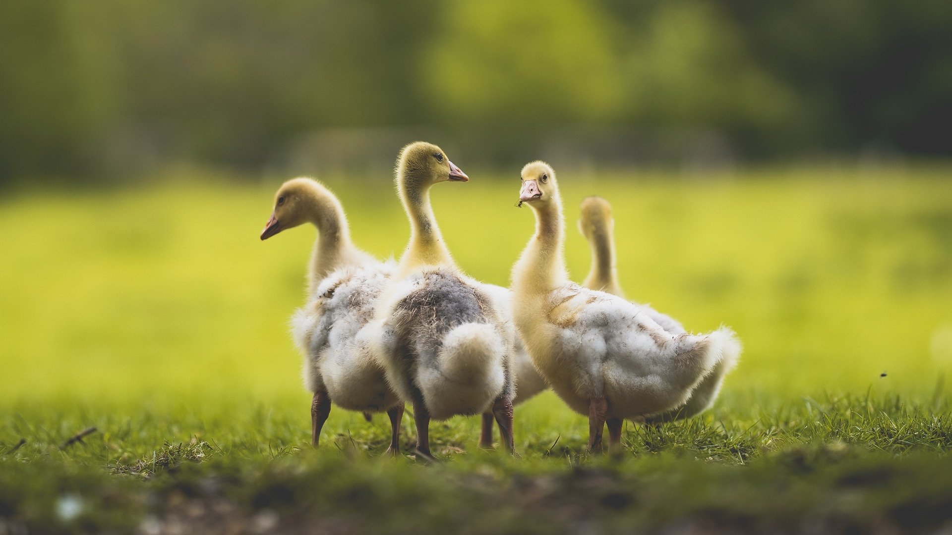 华体会登录-黄蜂与蜂巢，当约基奇之名点燃另一片赛场